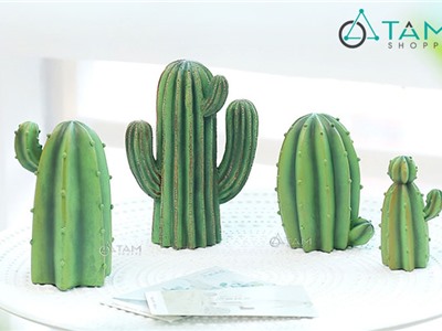 Cây xương rồng nhỏ để bàn số 79